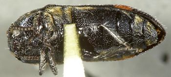 Media type: image;   Entomology 24412 Aspect: habitus ventral view